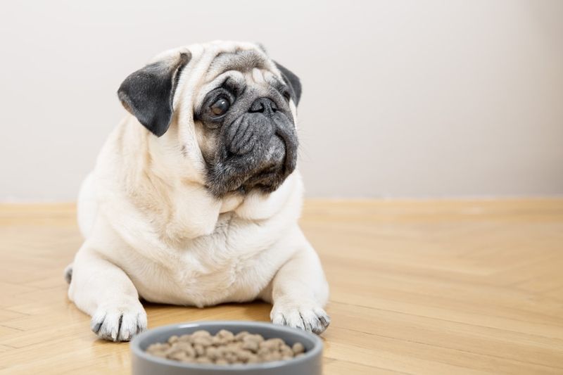Pug