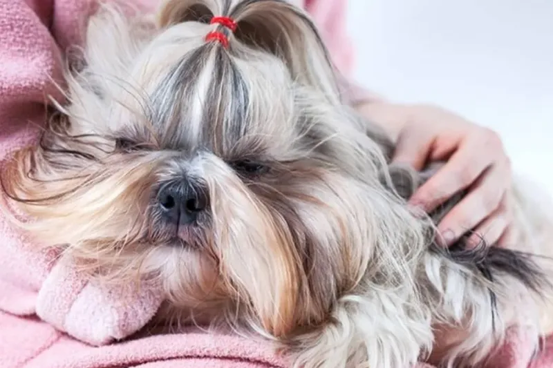 Shih Tzu: Royal Cuddle Companions