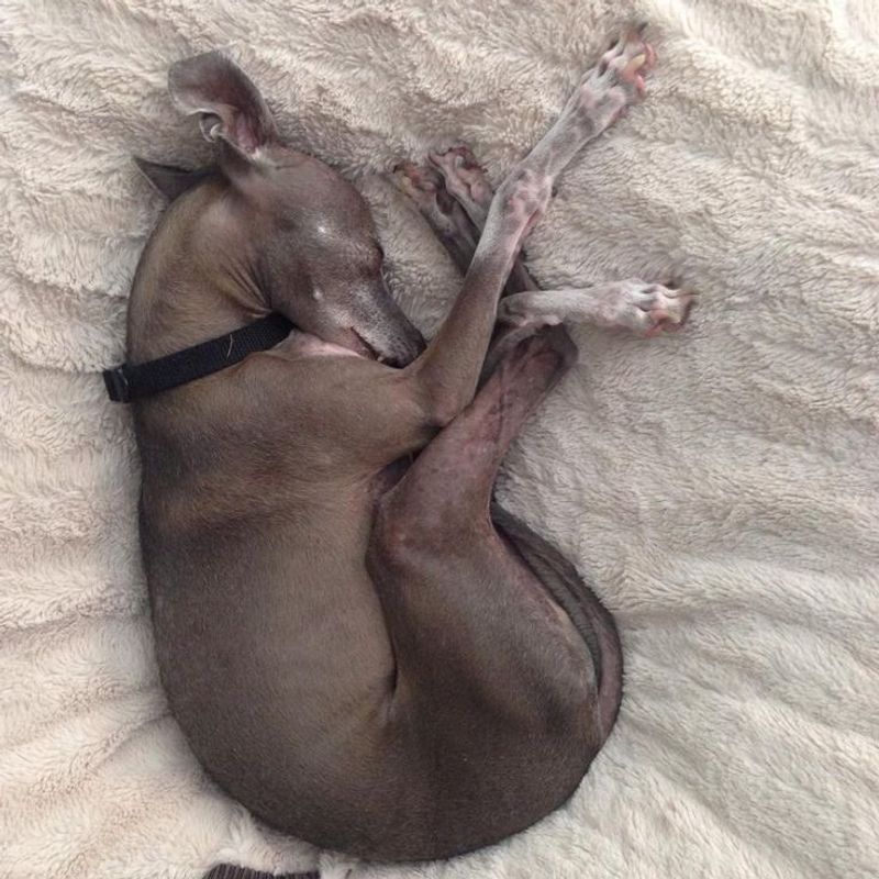 Greyhound: Speedy Sleepers