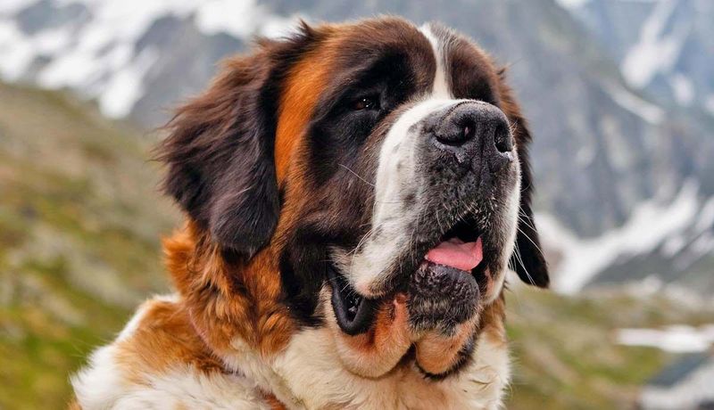 Saint Bernard: Mountain-Sized Babies