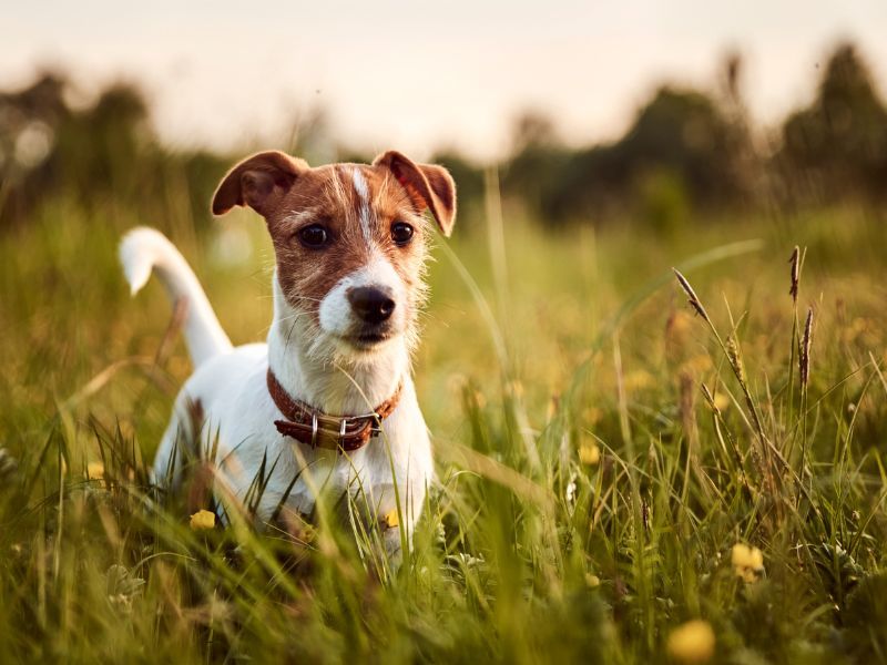 Jack Russell Terrier: The Energy Matcher
