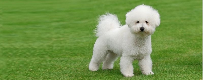 Bichon Frise: The Cotton Ball Of Consolation