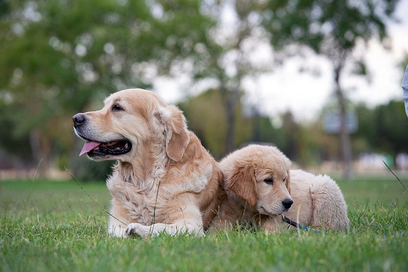 Golden Retriever - Steady Under Pressure