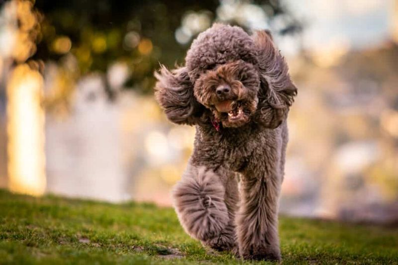 Poodles