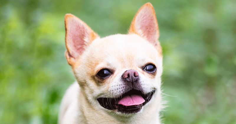 Chihuahuas: Tiny Dogs With Giant Attitudes