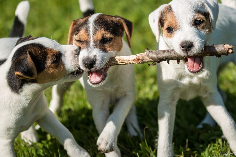 Jack Russell Terriers: Double Trouble Diggers
