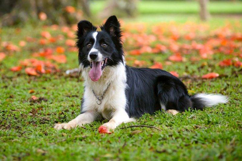 Border Collies: Emotionally Intuitive Problem-Solvers