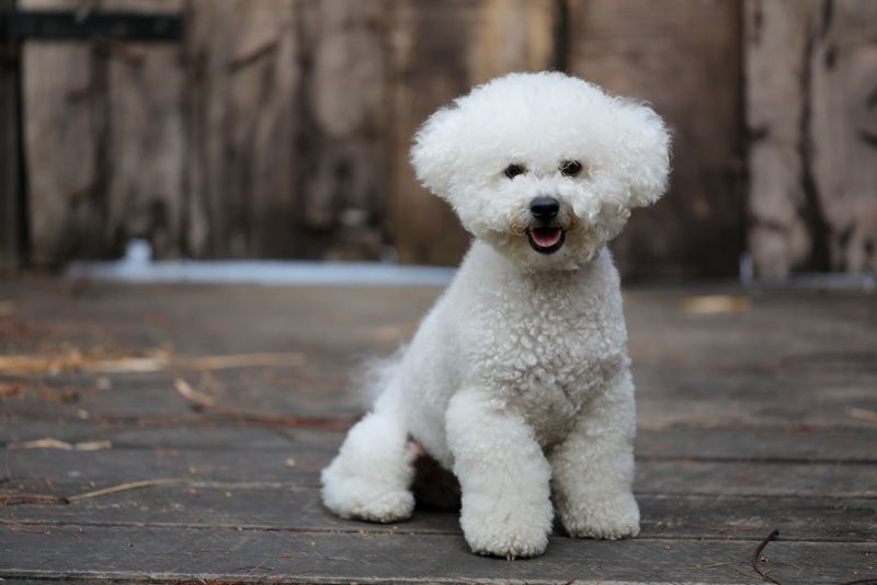 Bichon Frise: Living Cotton Balls Of Love