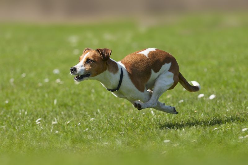 Jack Russell Terriers: Non-Stop Energy Machines