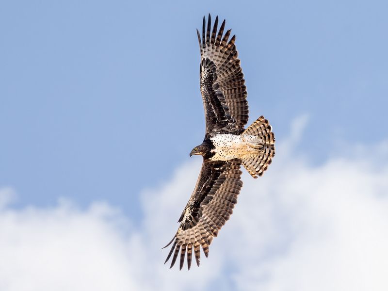 Martial Eagle