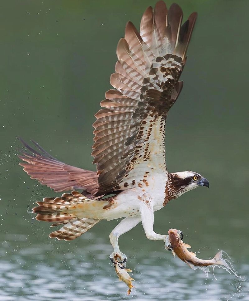 Osprey: The Fish-Hunting Specialist