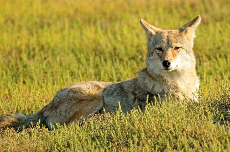 Coyotes: Adaptable Opportunists