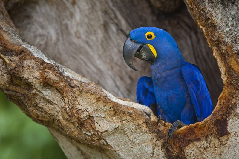 Hyacinth Macaw