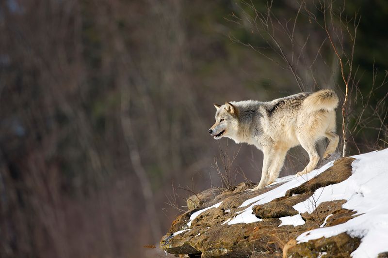 Rocky Mountain Gray Wolf