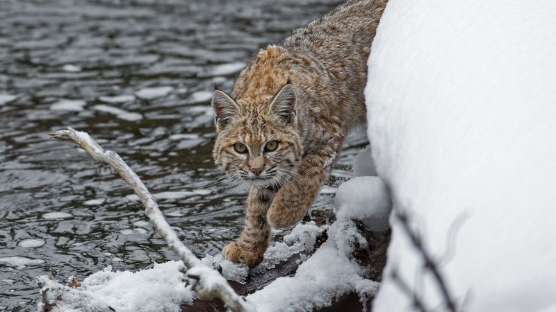 Northeast's Returning Wildcat: The Bobcat