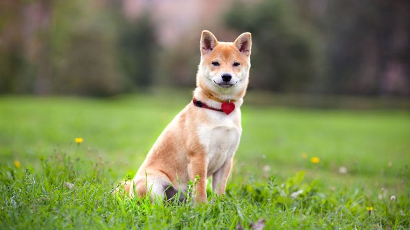 Shiba Inu