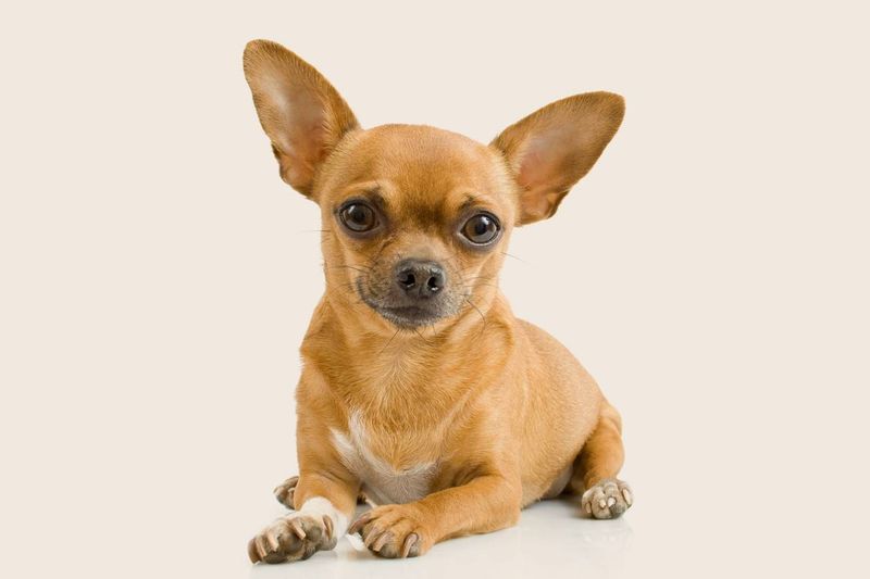Chihuahua