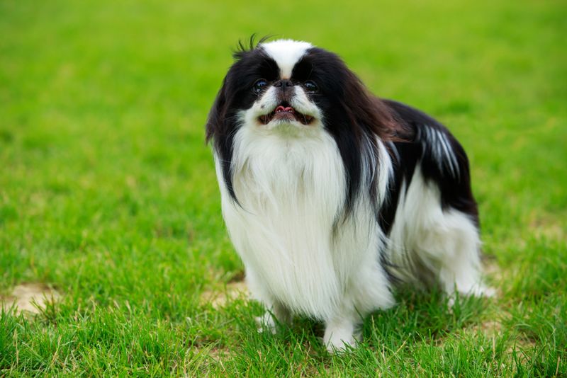 Japanese Chin