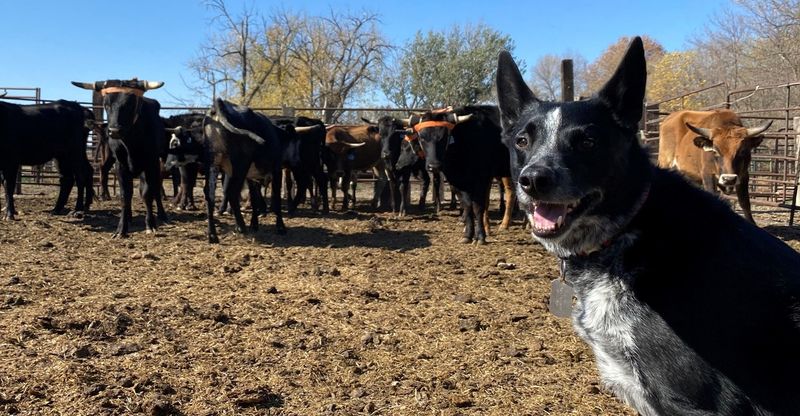 Australian Cattle Dog