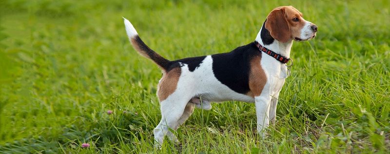English Foxhound