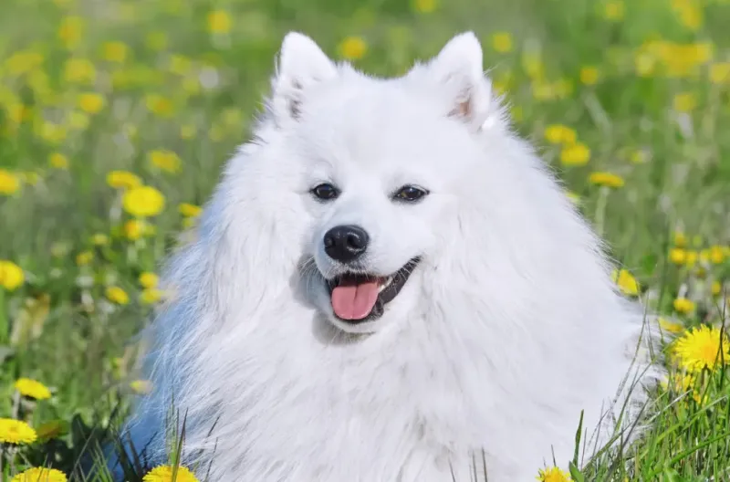 Japanese Spitz: Pristine Puffiness