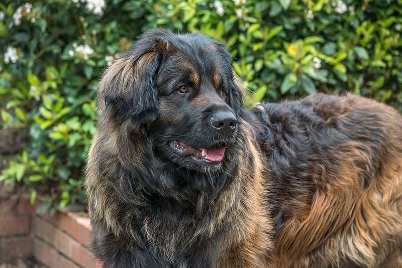 Caucasian Shepherd: Ancient Guardians With Prolonged Development