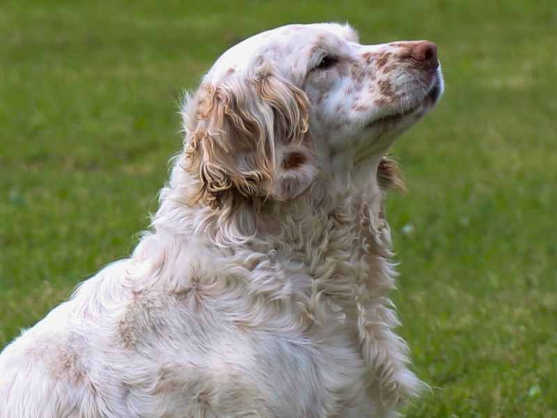 Clumber Spaniels: The Easygoing Aristocrats