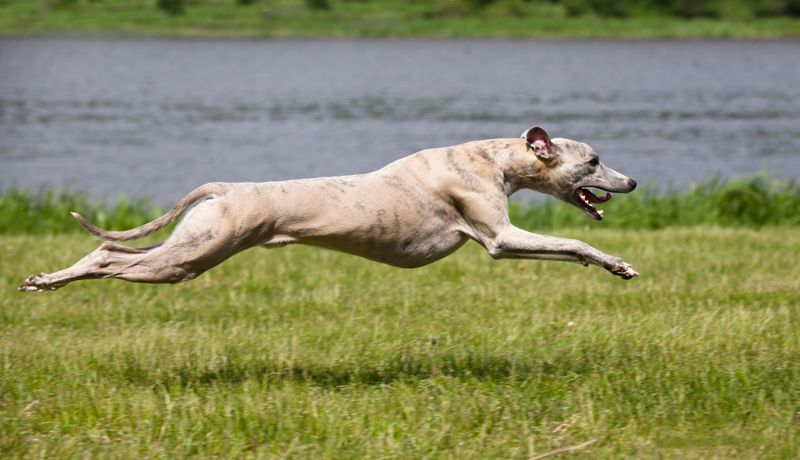 Greyhound: Speed Machine