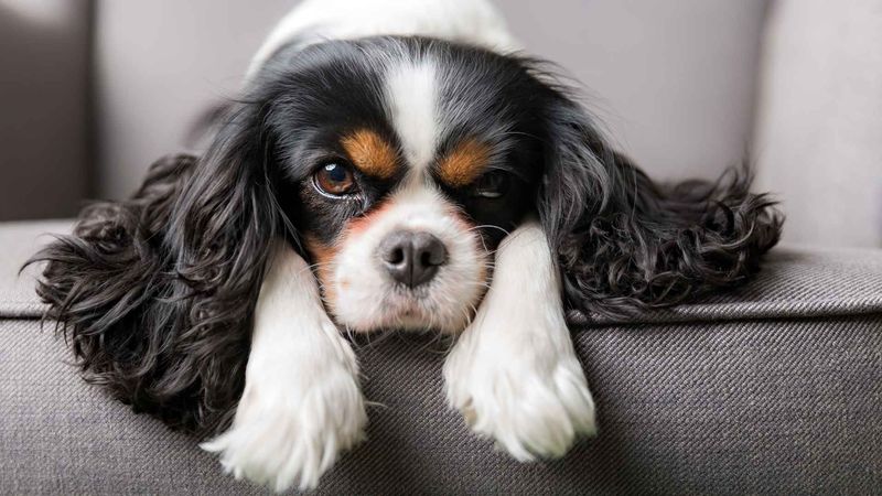 Cavalier King Charles Spaniels: Pocket-Sized Emotional Support