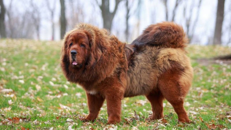 Tibetan Mastiff
