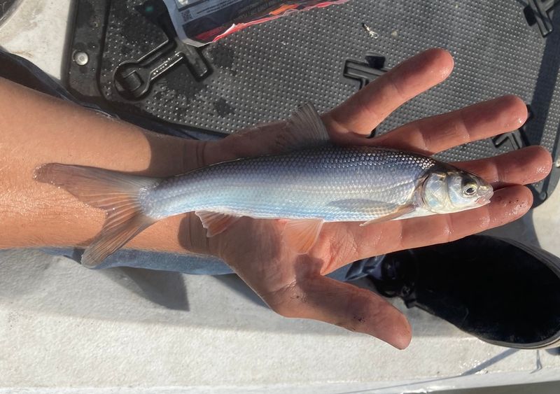 Clear Lake's Decimated Splittail
