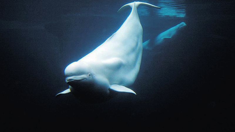 Beluga Whale