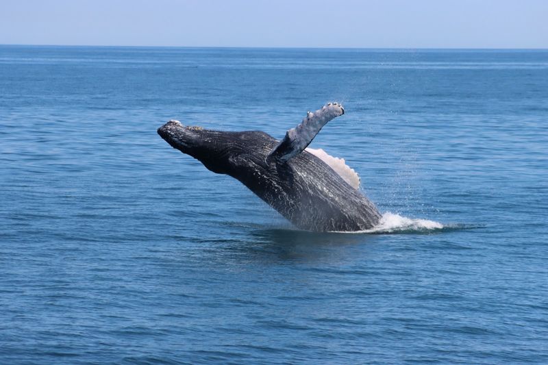 Humpback Whale