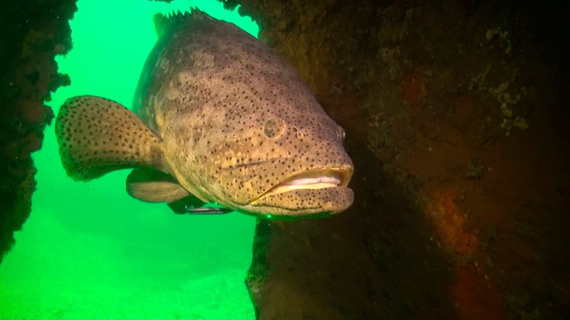 Goliath Grouper