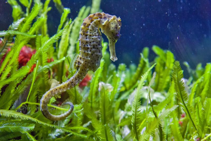 Seahorse