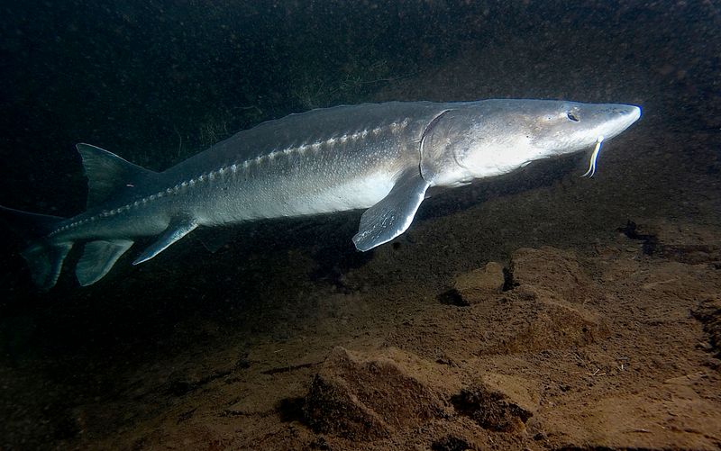 White Sturgeon: The River Leviathan