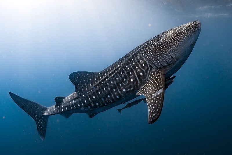 Whale Shark: The Gentle Giant