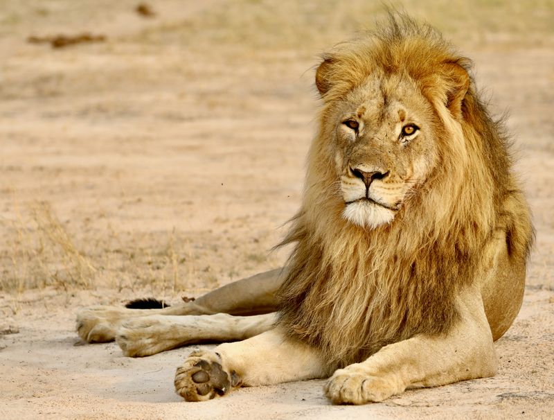 Lion