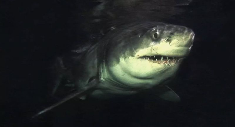 New Sightings Near Popular Beaches
