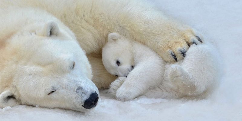 Polar Bears: Arctic Hunters