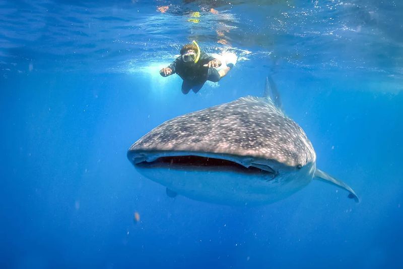Whale Sharks: The Gentle Plankton Eaters