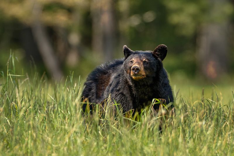 Black Bears