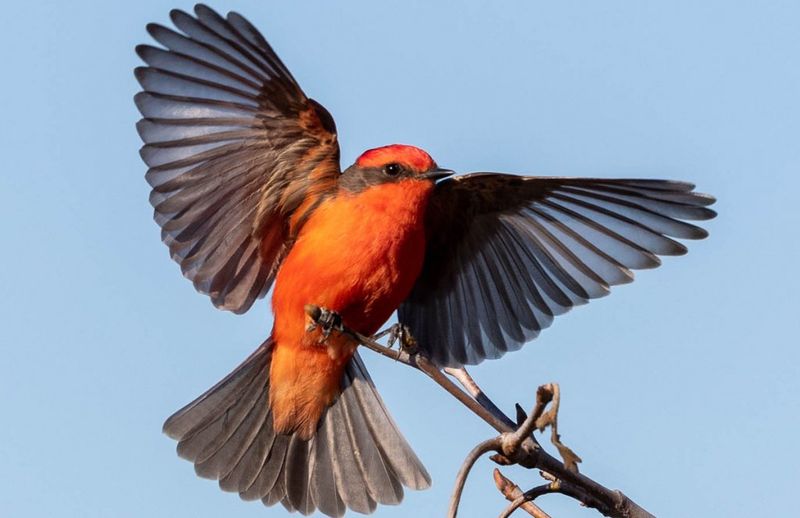 Vermilion Flycatcher: Living Flame