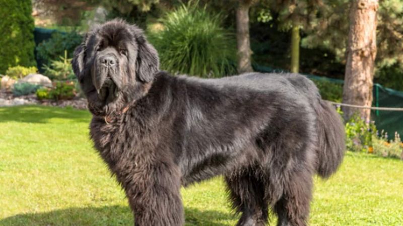 Newfoundland