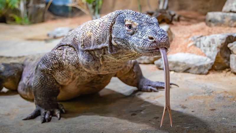 Komodo Dragon