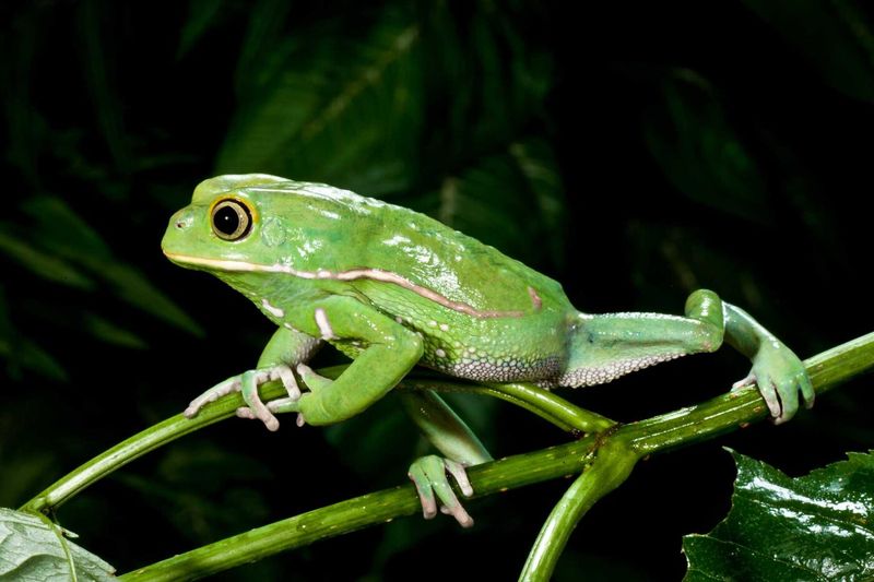 Waxy Monkey Leaf Frog