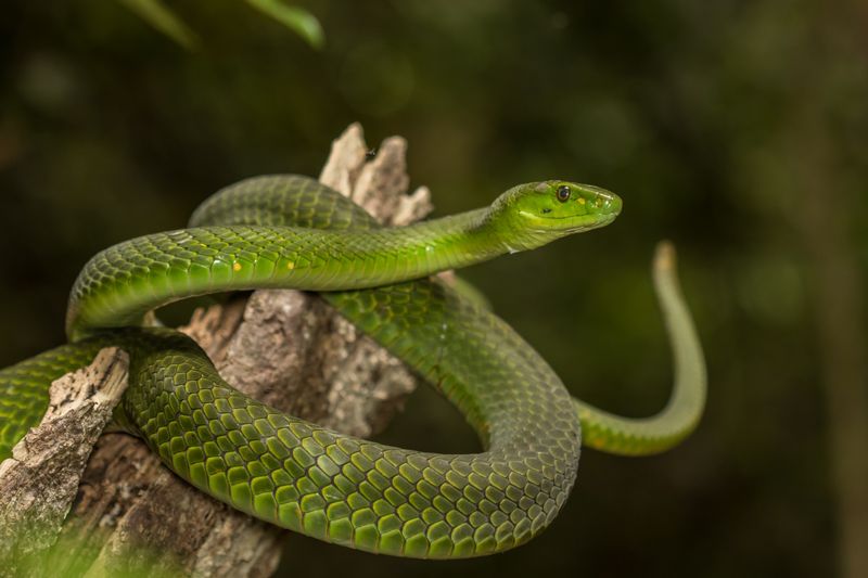 Eastern Green Mamba