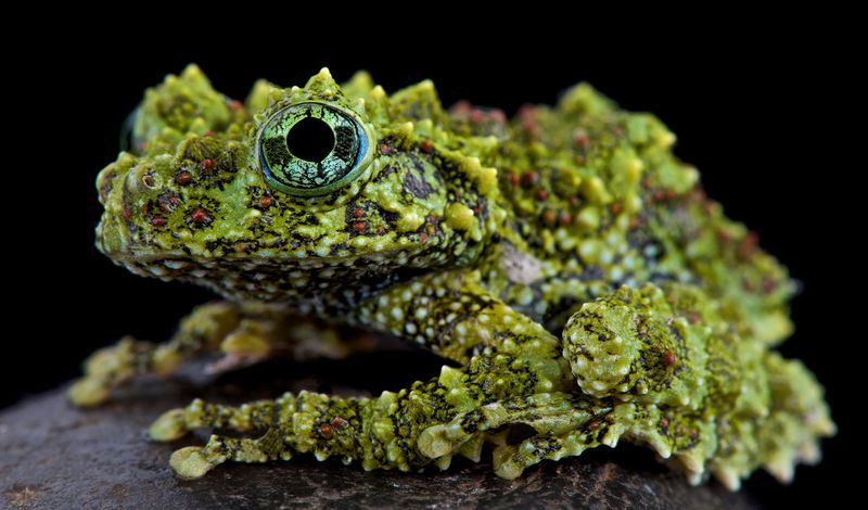Vietnamese Mossy Frog