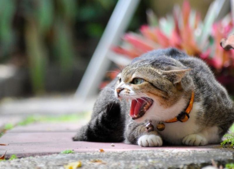 Red Flag: Aggressive Behavior