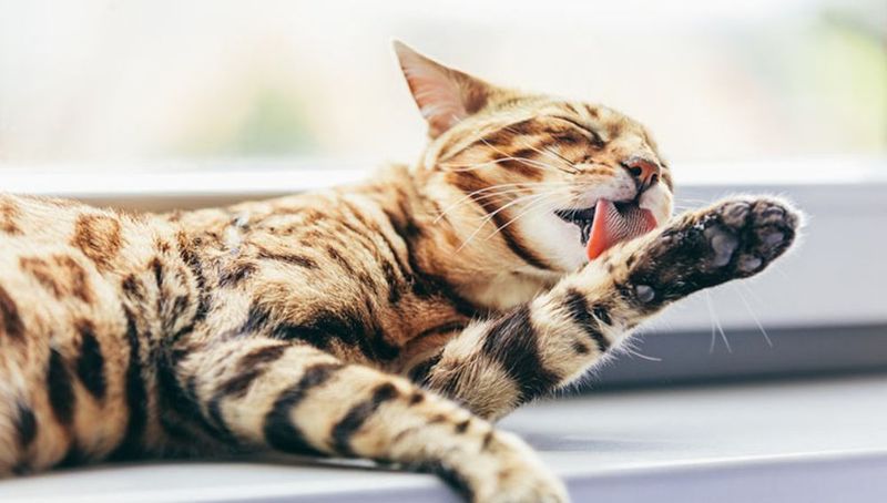 Red Flag: Over-Grooming